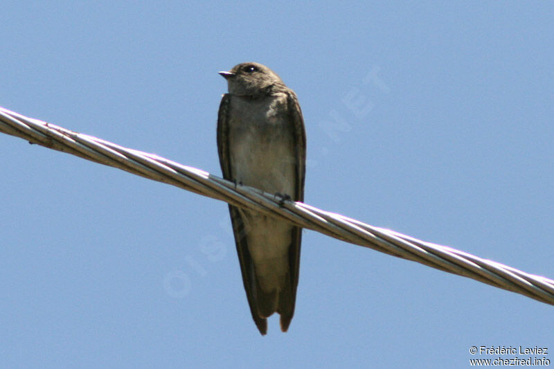 Hirondelle paludicoleadulte