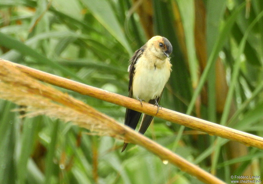European Red-rumped Swallow