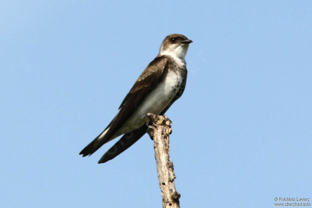 Hirondelle tapèreadulte, identification