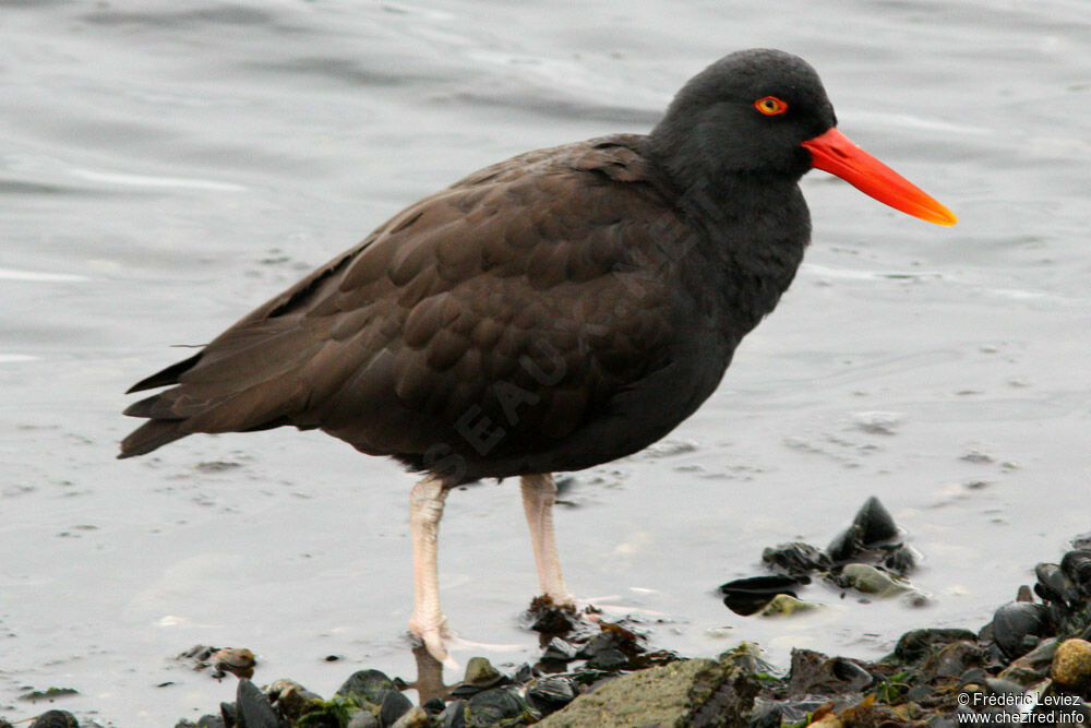 Blackish Oystercatcheradult