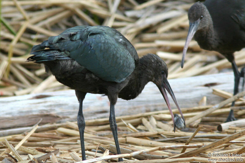 Ibis de Ridgwayadulte