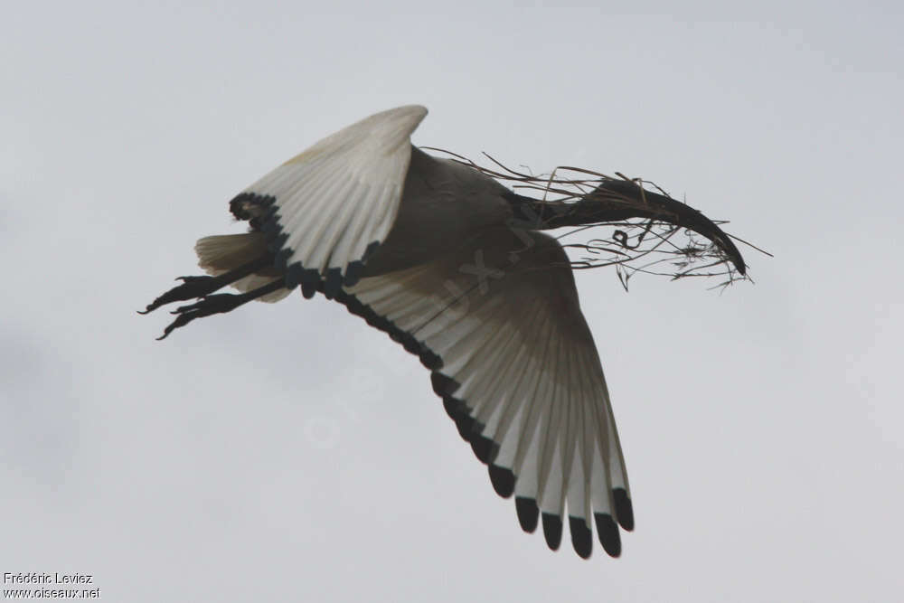 Ibis sacréadulte, Vol, Nidification