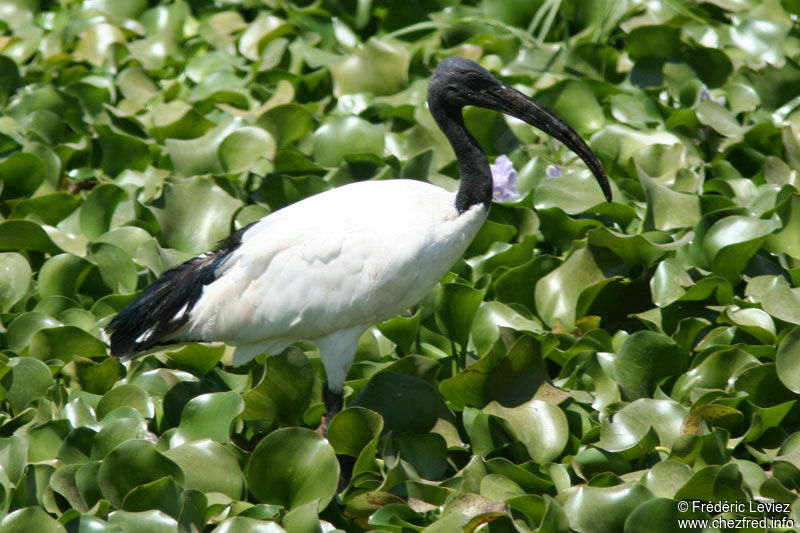 Ibis sacréadulte