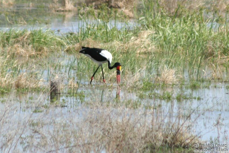 Saddle-billed Storkadult