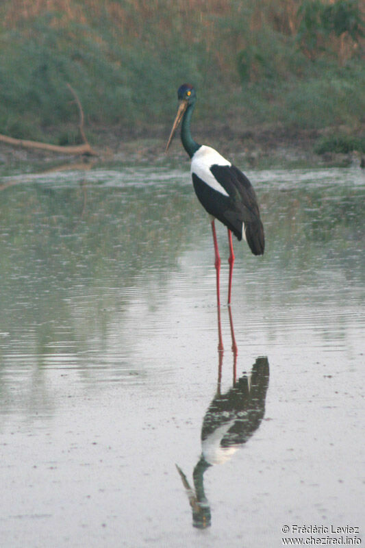 Jabiru d'Asieadulte