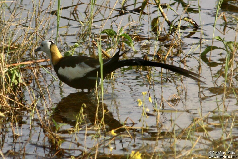 Jacana à longue queueadulte, identification