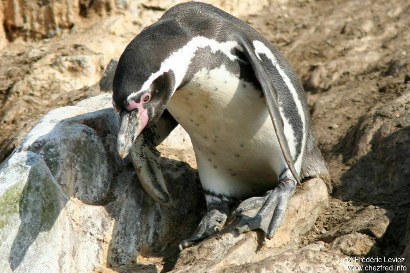 Manchot de Humboldtadulte