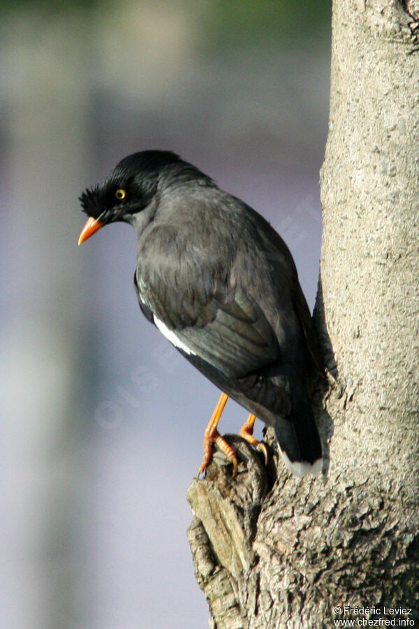 Martin forestieradulte, identification