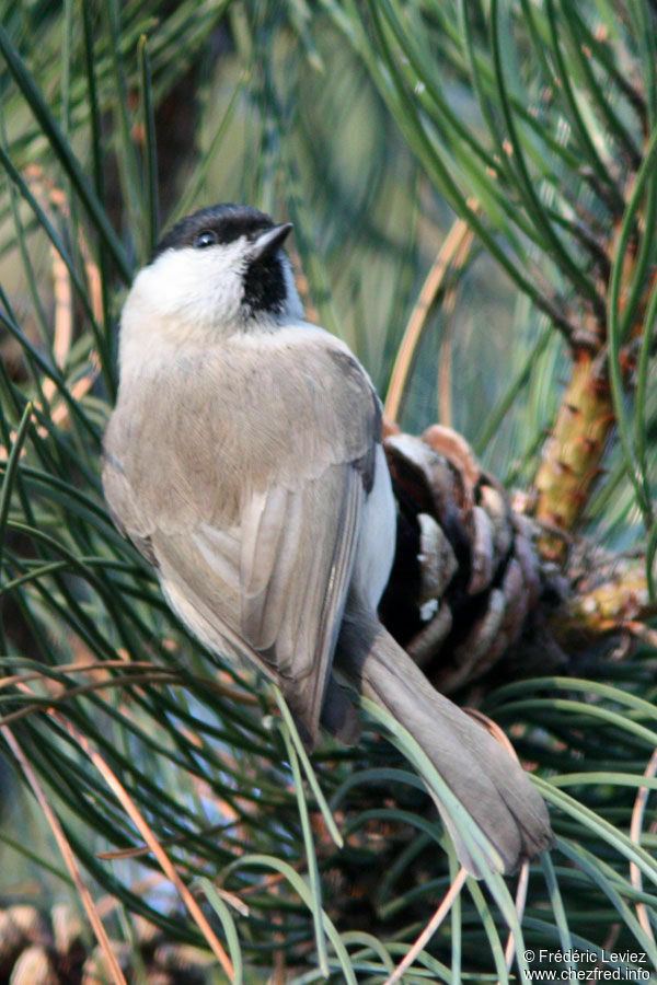 Mésange nonnetteadulte