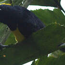 Mésange sultane
