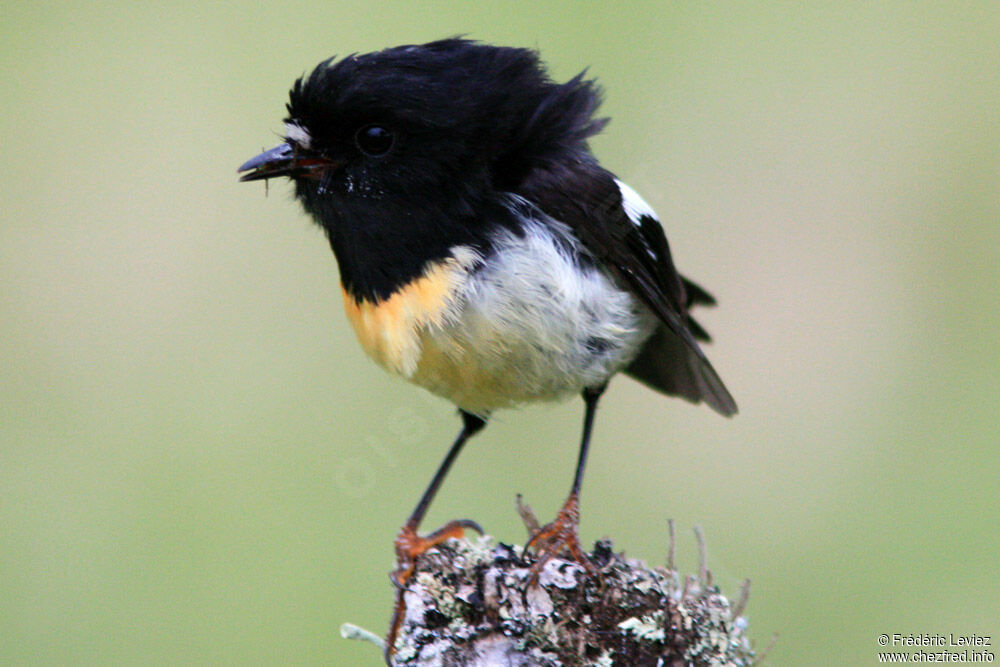 Miro mésange mâle adulte, identification