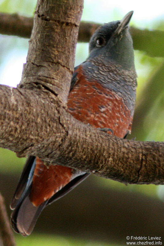 Blue Rock Thrush male adult