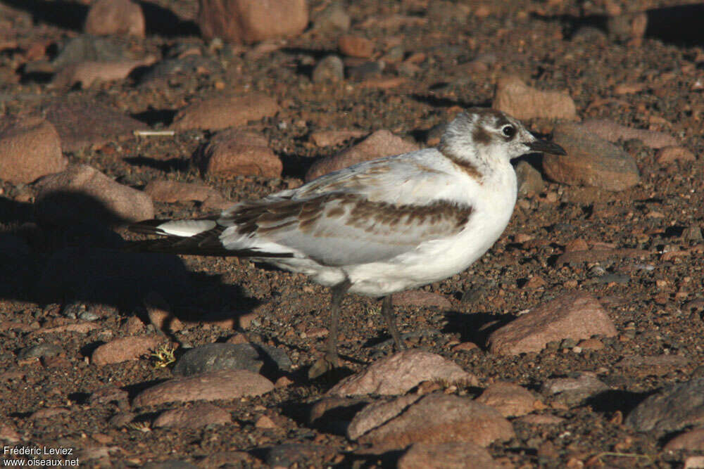 Mouette des Andesjuvénile, identification