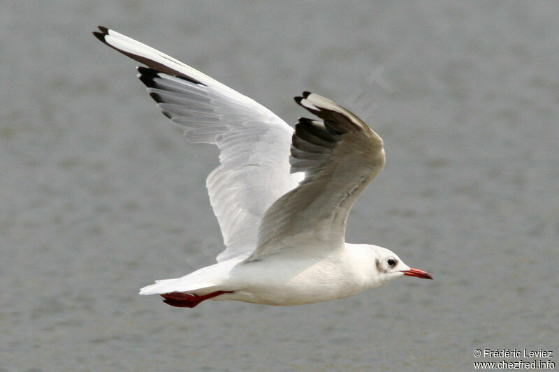 Mouette rieuseadulte internuptial