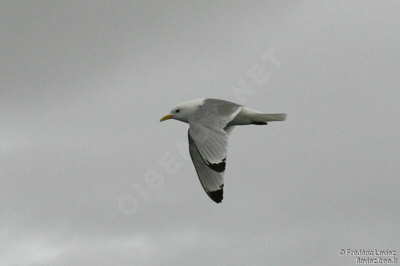 Mouette tridactyleadulte nuptial