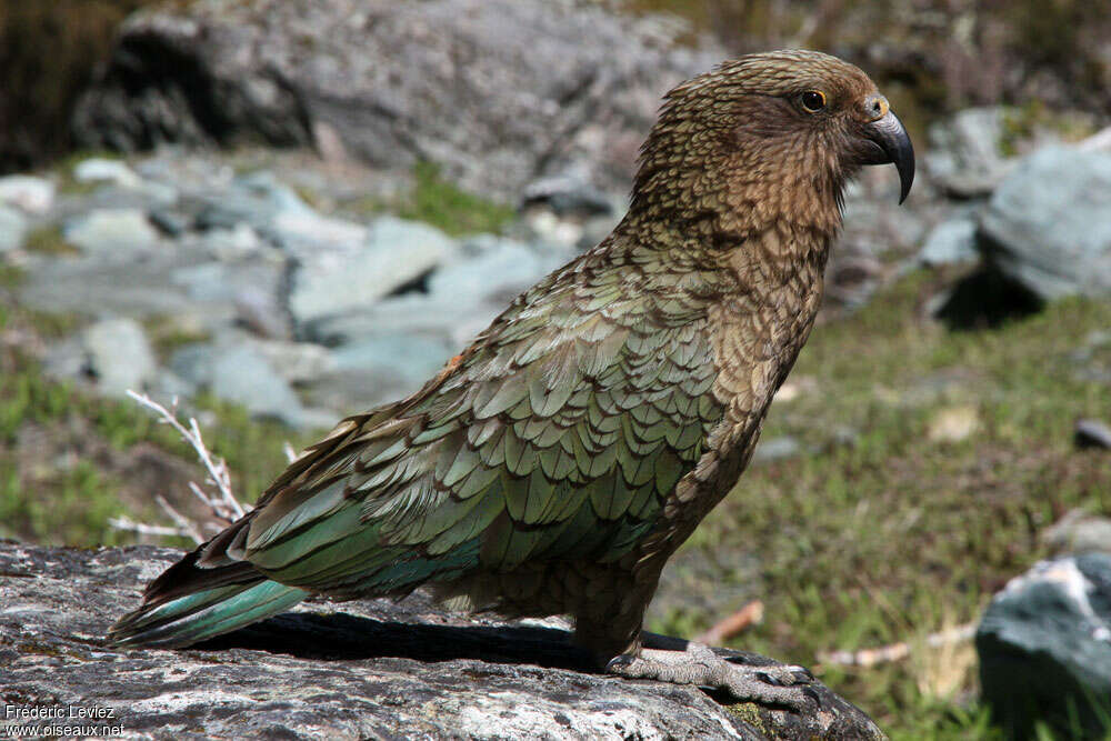 Nestor kéaadulte, identification