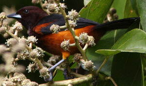 Oriole de Martinique