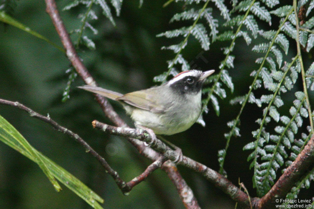 Paruline sombreadulte, identification