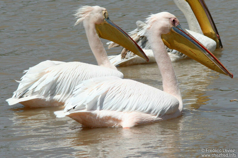 Great White Pelicanadult