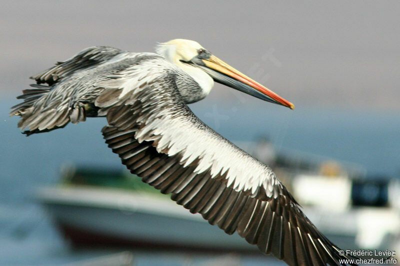 Peruvian Pelicanadult