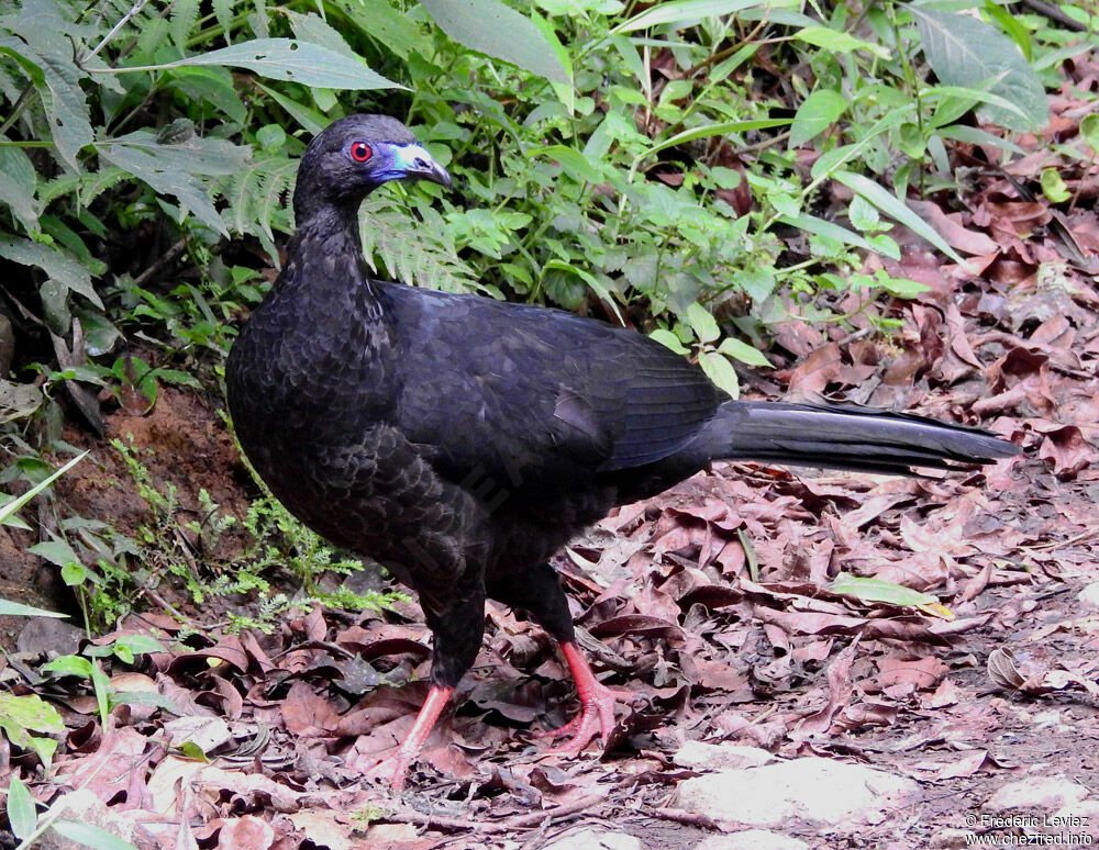 Pénélope unicoloreadulte, identification