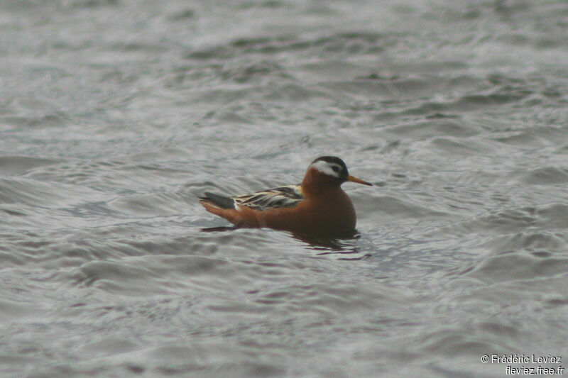 Phalarope à bec large femelle adulte nuptial