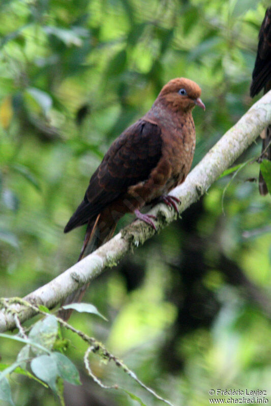 Phasianelle à tête rousse mâle adulte, identification