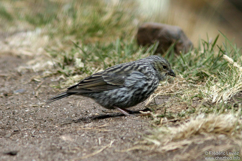 Plumbeous Sierra Finch female adult