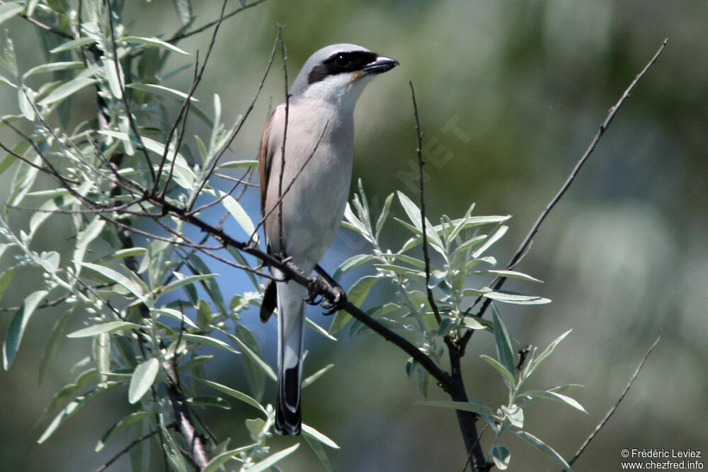 Pie-grièche écorcheur mâle adulte, identification