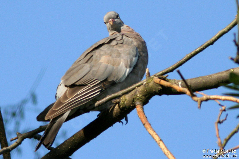 Pigeon ramier1ère année