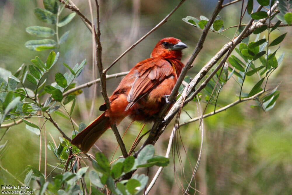 Tooth-billed Tanager male adult, identification