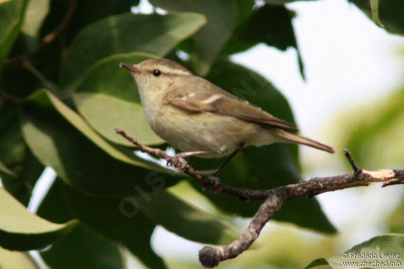 Pouillot à grands sourcils, identification