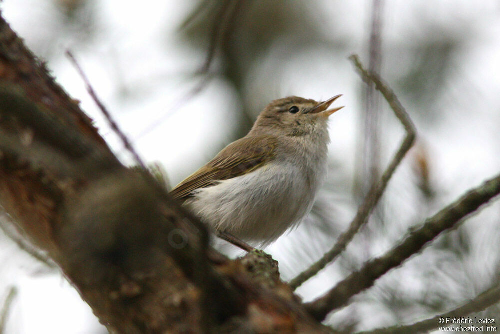 Pouillot de Bonelli mâle adulte, identification, chant