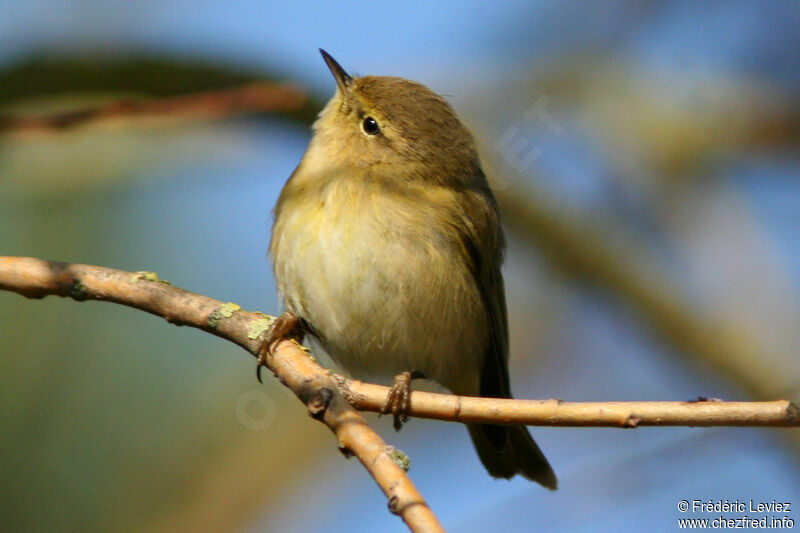 Pouillot véloceadulte