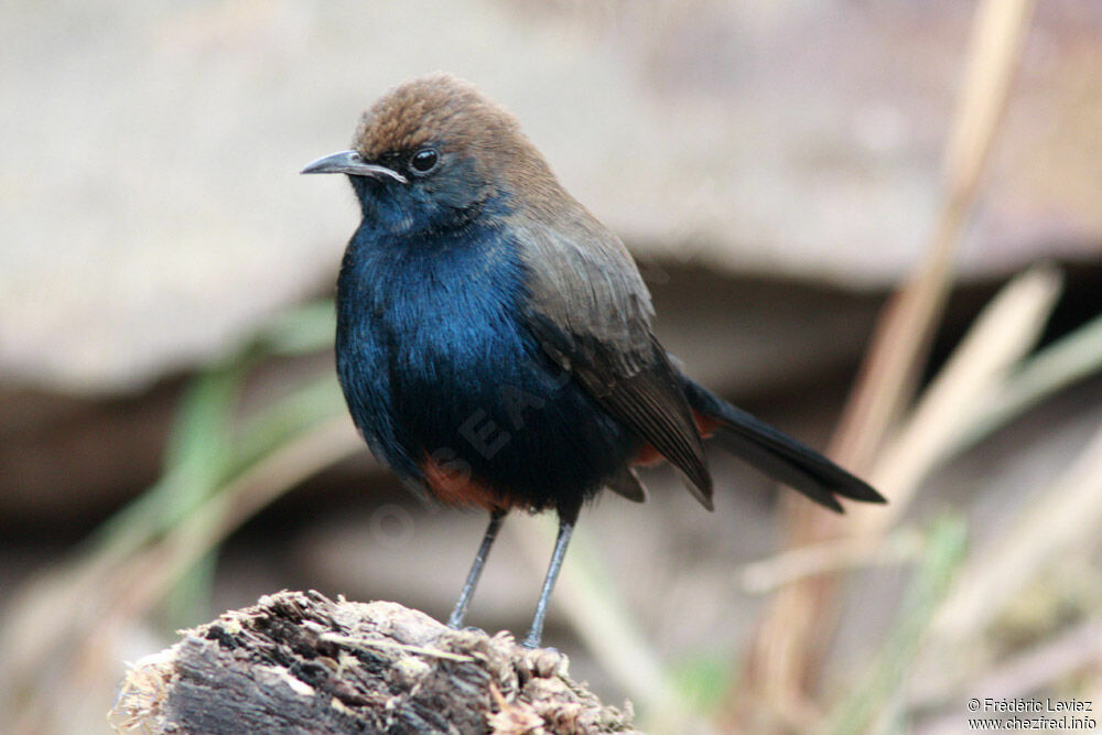 Pseudotraquet indienadulte, identification