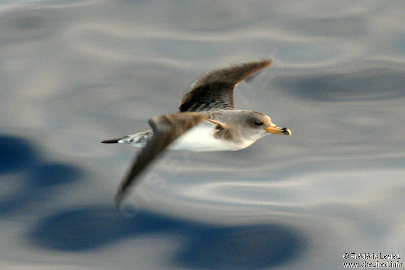 Cory's Shearwateradult