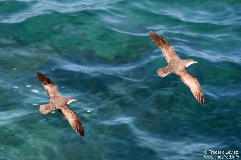 Sargasso Shearwateradult