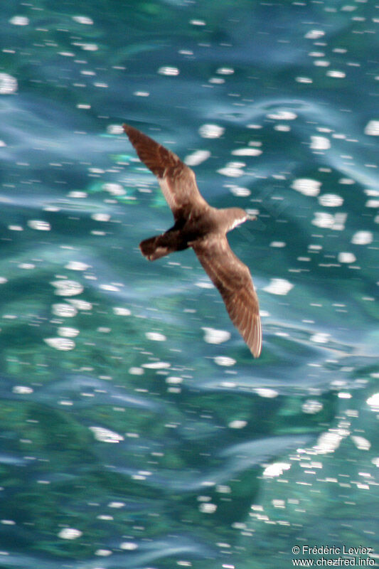 Sargasso Shearwateradult