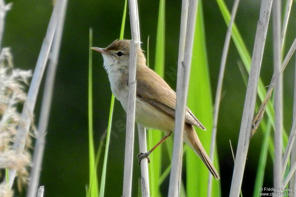 Rousserolle effarvatteadulte, identification, portrait