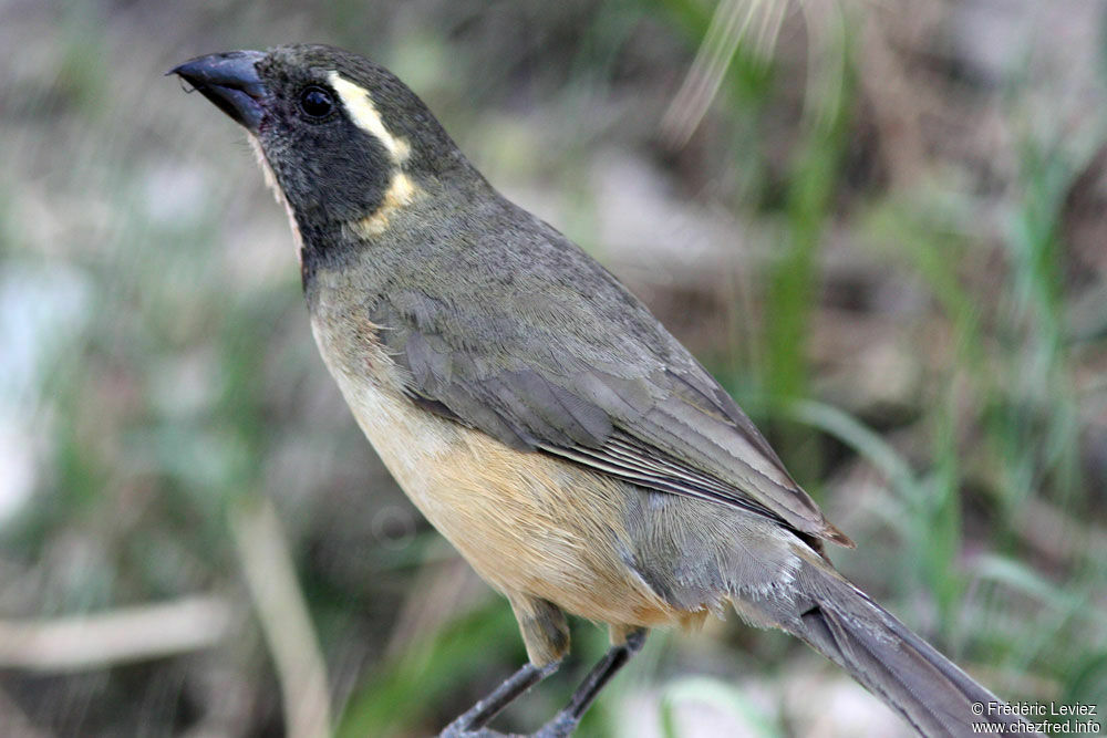 Saltator à bec orangeimmature, identification