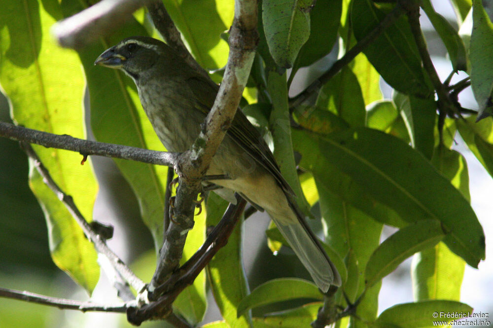 Lesser Antillean Saltatoradult, identification