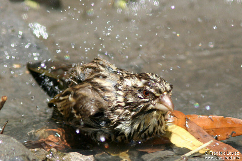 Streaky Seedeateradult