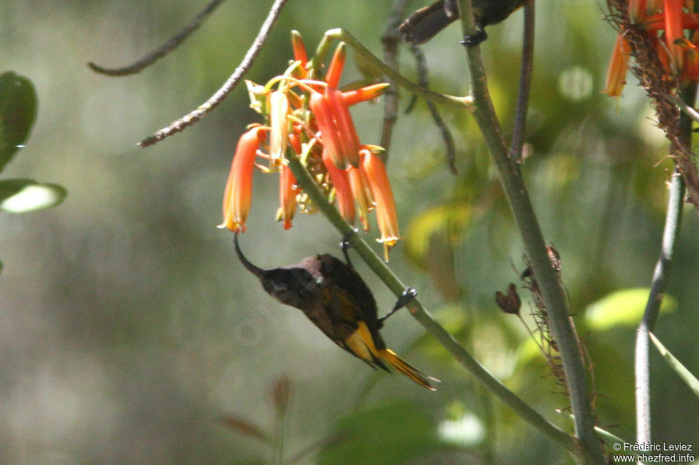 Golden-winged Sunbird male adult, identification, feeding habits
