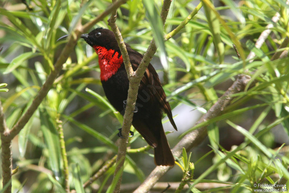 Scarlet-chested Sunbird male adult, identification