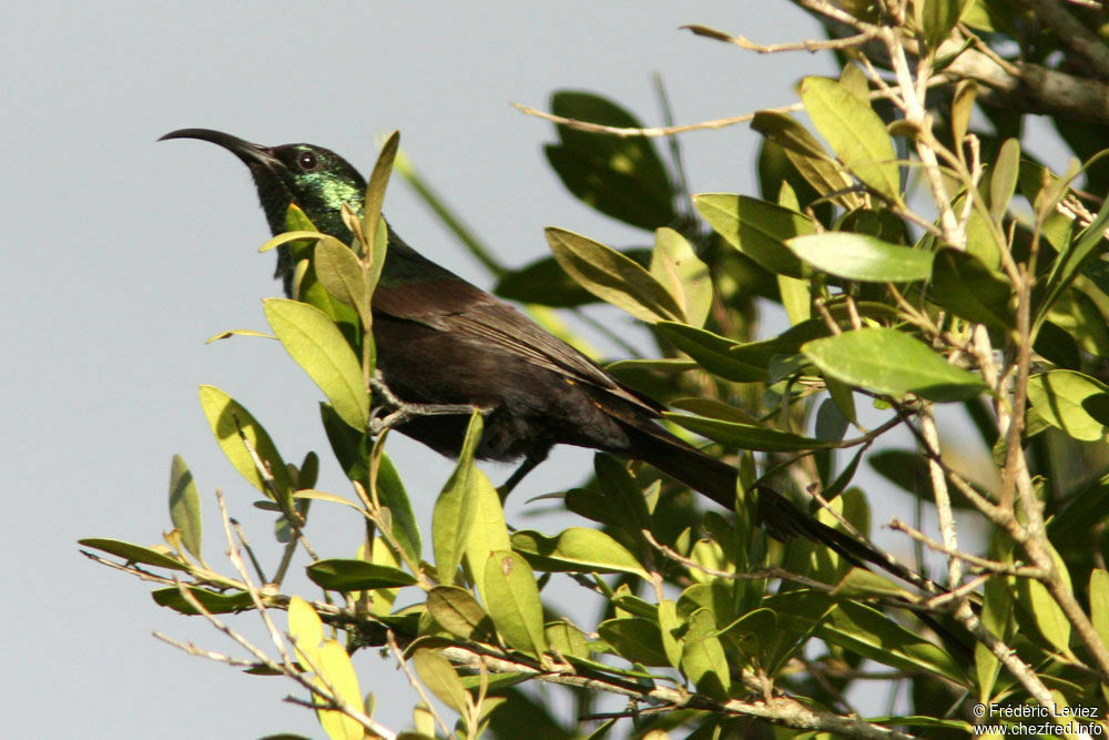 Bronze Sunbird male adult, identification