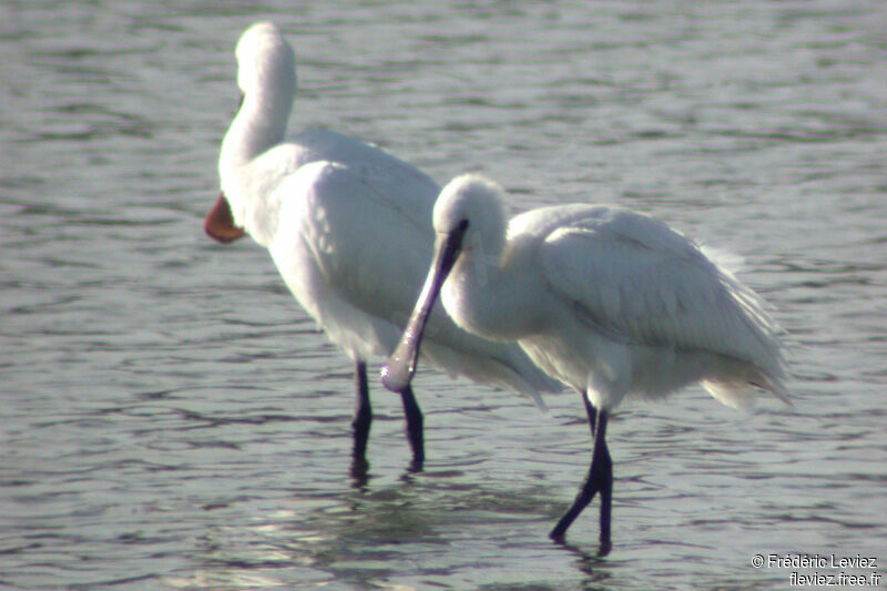Eurasian Spoonbilljuvenile