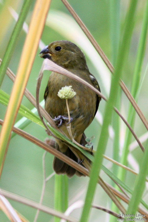 Sporophile variable femelle adulte