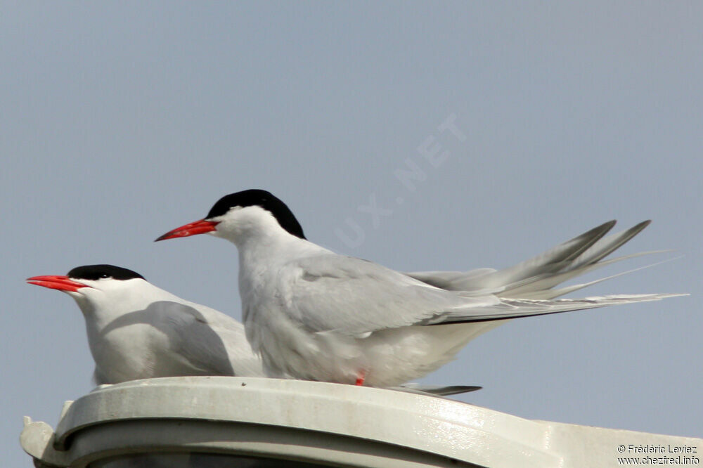 South American Tern adult