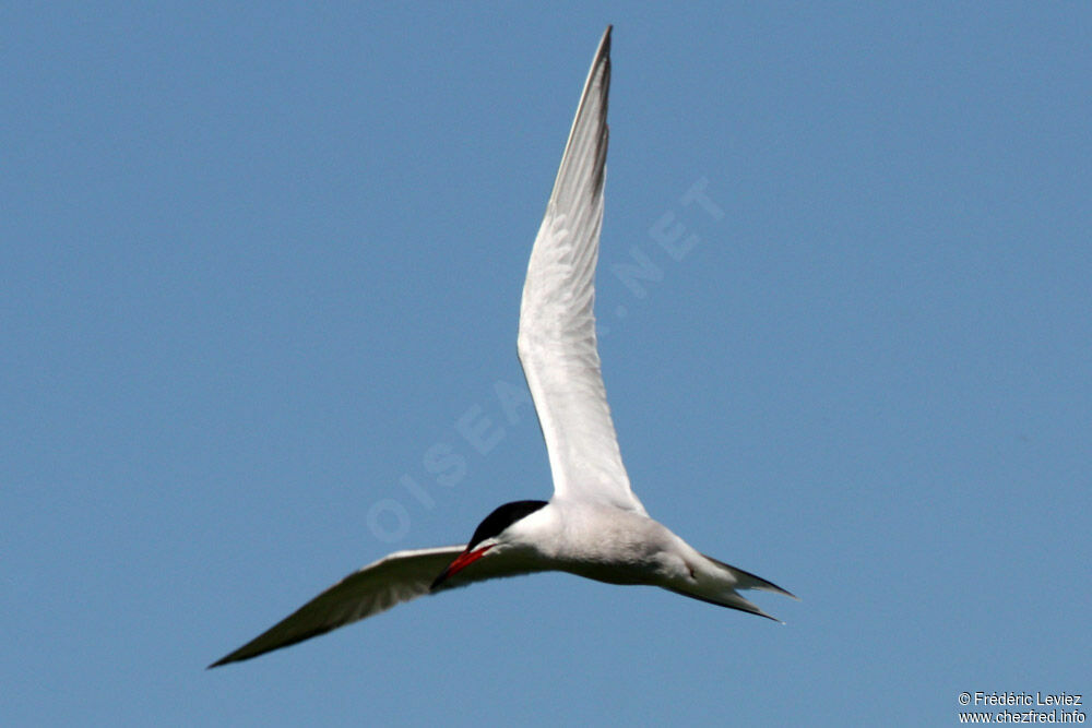 Common Ternadult breeding, Flight