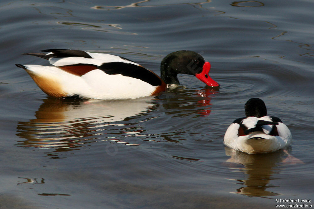 Common Shelduck adult breeding, identification